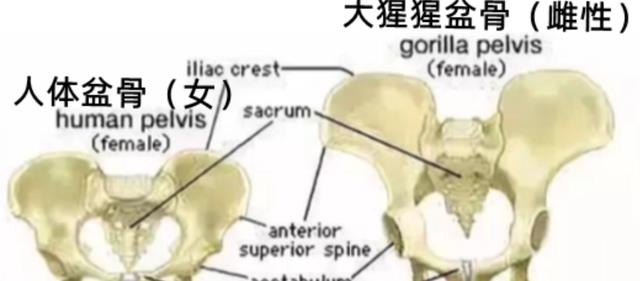 人类生理结构,其实有很多不合理的地方,有办法优化它吗?