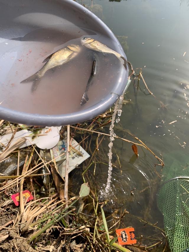 |鱼情泛滥，一不小心钓了三个大头鱼，请问该怎么吃？