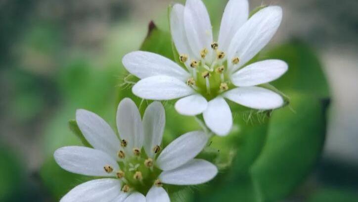 |事业型强者的星座，头脑精干，懂谋略，擅长蛰伏，能扶摇直上