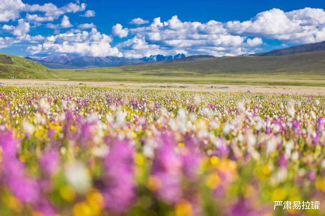 仓央嘉措|爆红2年后,丁真私密日程表曝光:原来这才是你的真面目!