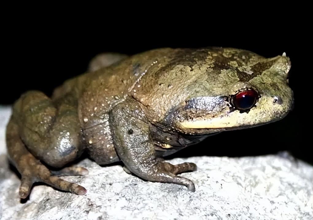 广西九万山发现“吞蛇蛙”，性情凶猛，敢吃烙铁头毒蛇？