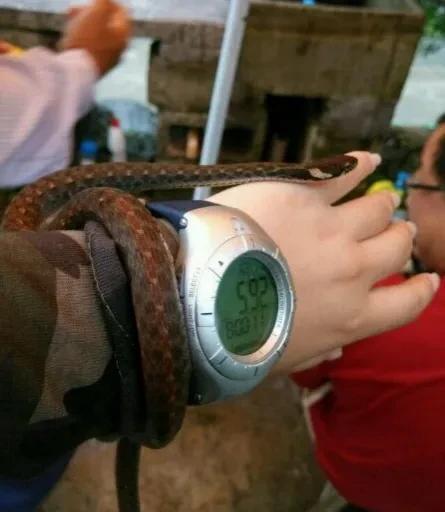 外表恐怖的锈链蝮链蛇