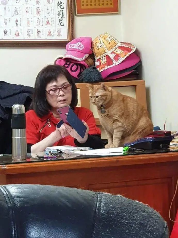 父母强烈反对养猫，隔段时间后像换了个人：猫咋这么可爱呢？