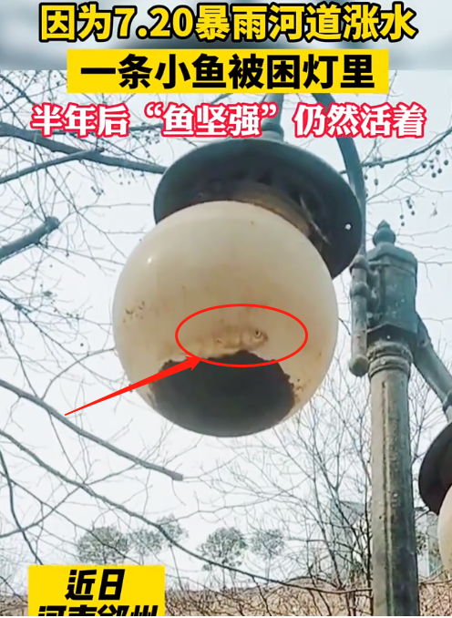 河南|河南有人称小鱼被困灯中半年，可能么？为了流量科学都不要了么！