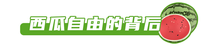 西瓜|现在的西瓜太甜了,大部分打了激素?真相可能和你想的不一样