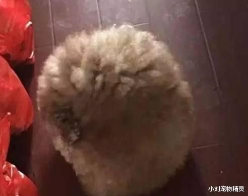 买了一只泰迪送给父母养，6个月后再见时：怎么有一个“球”