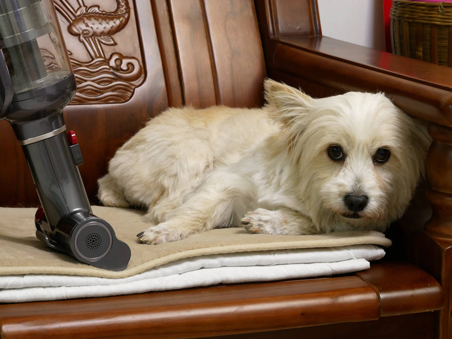 吸尘器|家清选择题:吸尘器×扫地机×洗地机,究竟谁无法替代?