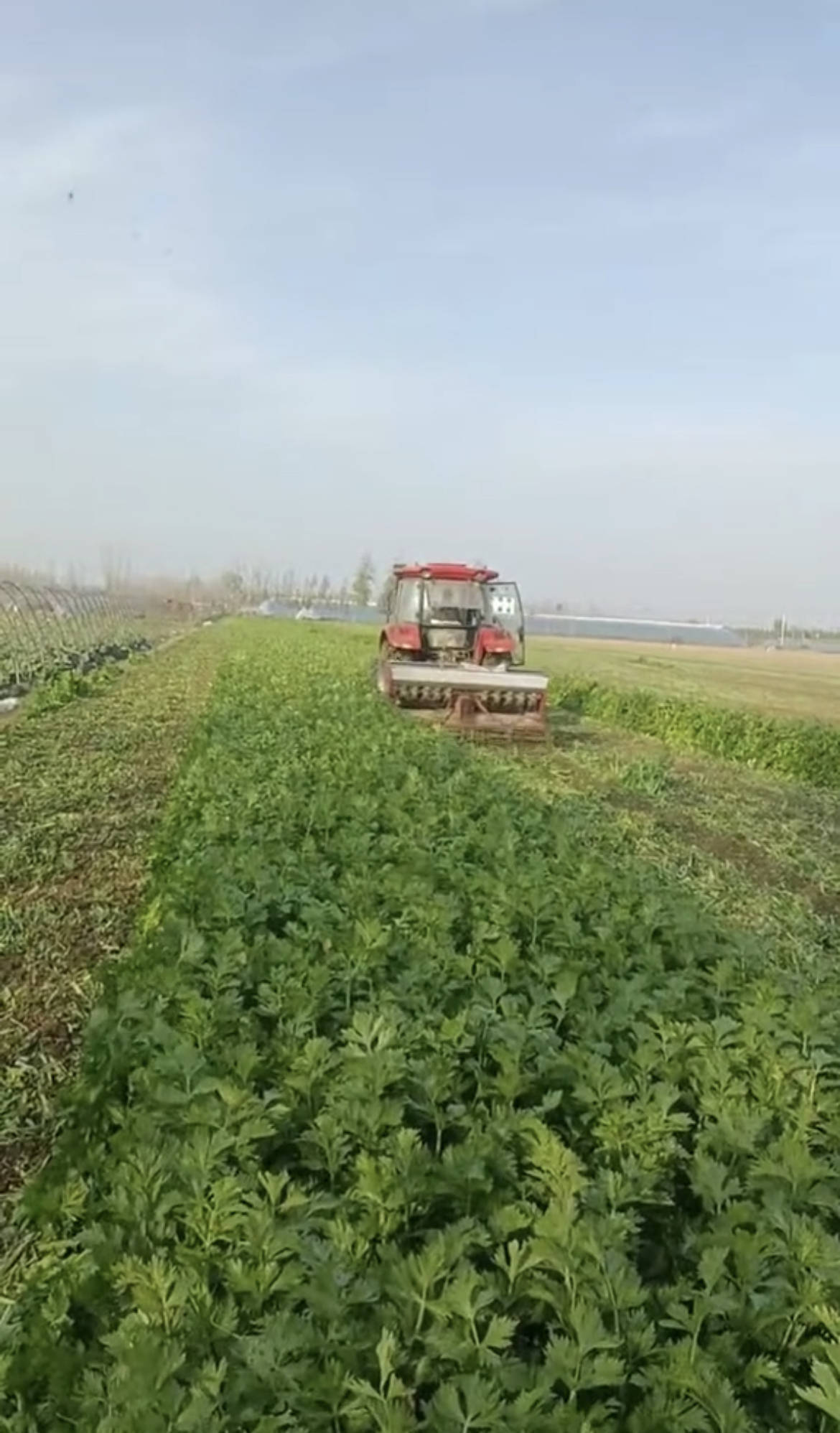 住进车里自谋销路仍赔7万!单亲父亲伤心秋收季 受封控影响滞销 。