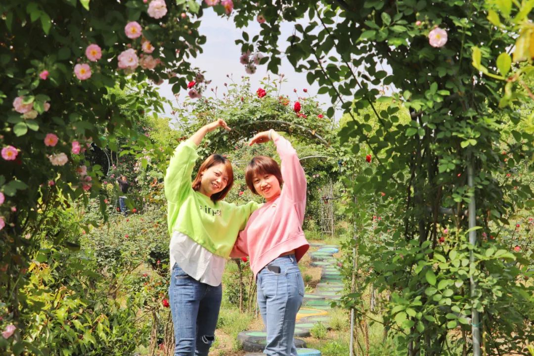 |徽州区:茶博五一享美味 平安无疫醉花海