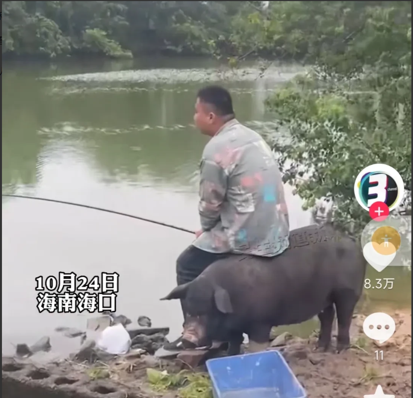 |海南海口,发生一件趣事!一男子跟朋友在河边钓鱼,突然闯入一头黑猪