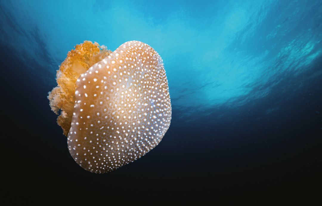 海岛|去海岛只想着游泳？太浪费了