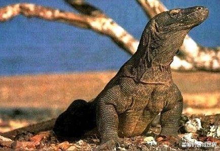 ?这到底咋怀上的?日本动物园独居母猿竟意外产崽,园方困惑不已