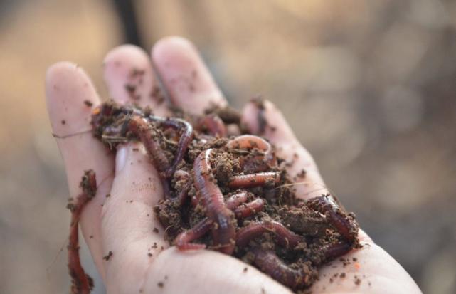 饵料|夏季钓鱼想要连竿上鱼,牢记这三点,让你满载而归钓有所获