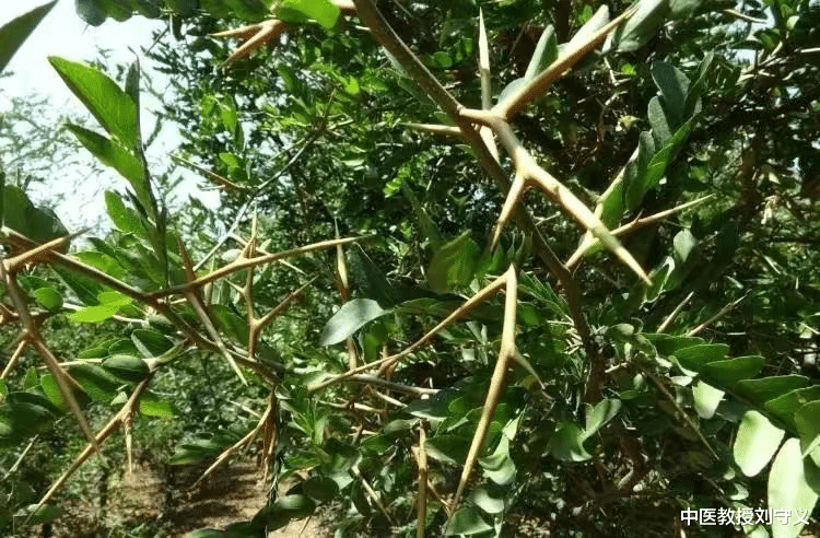 中老年人|分享抗癌良药——皂角刺,消肿排脓、祛风杀虫,多用于痰瘀互结证