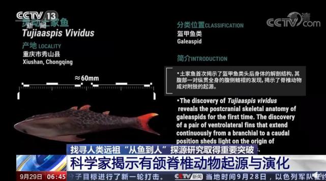热搜第一!我国科学家证实人类是从鱼进化来的!从鱼到人演化需近5亿年