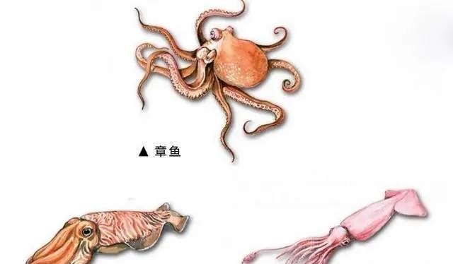 作为现存最大的齿鲸,抹香鲸为何要跟大王乌贼过不去?