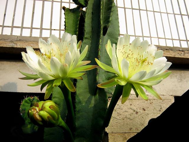 这些花很“高贵”,但很适合“懒人养”,好伺候,摆在家里上档次