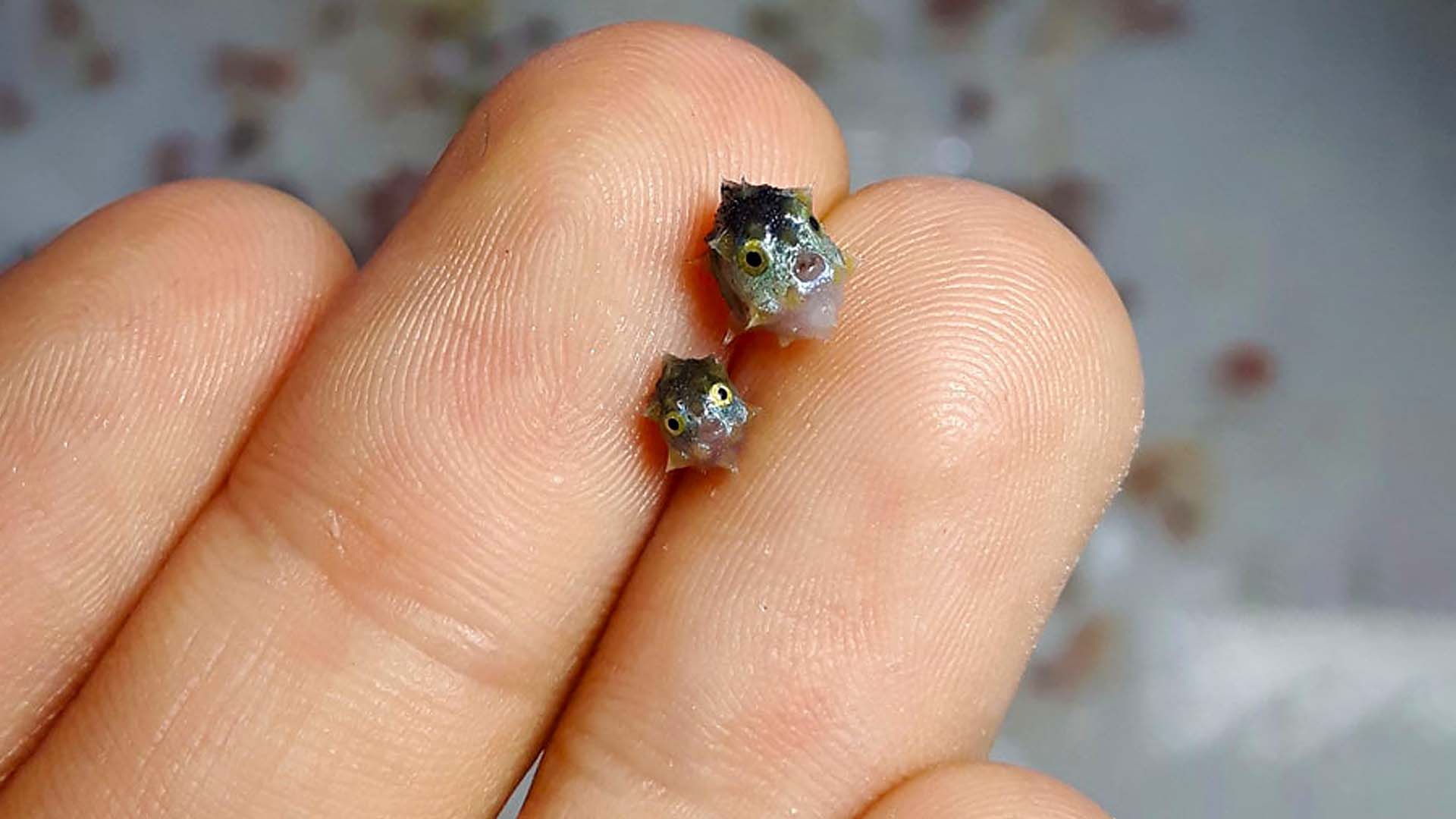神奇的生物,刚出生还没有指甲盖大,长大后会变成5.5米海中巨物