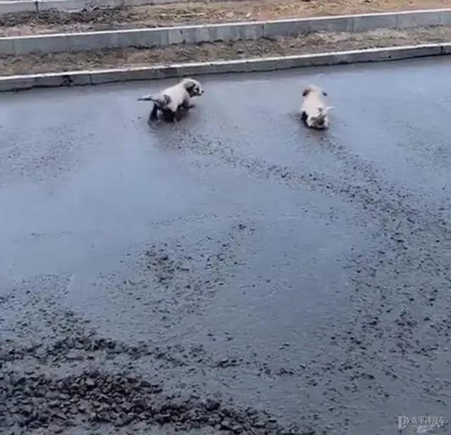 自动驾驶|无人驾驶？水泥未干！自动驾驶“长尾”怎么解？