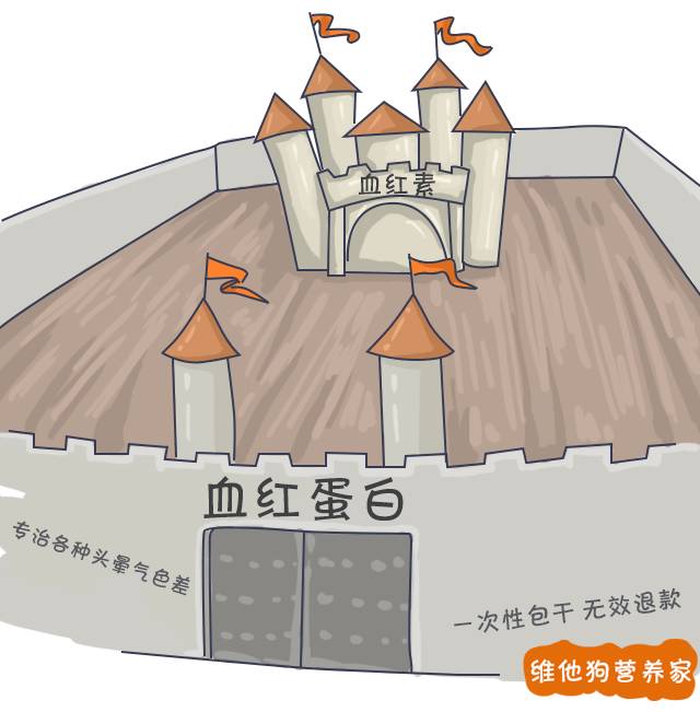 运动|女性为何更容易贫血？