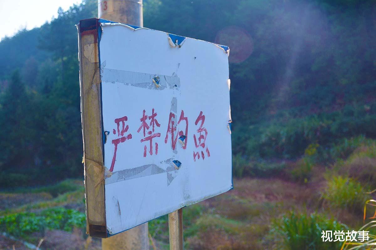 池塘|山村村民搞养殖,池塘里丢满竹枝,看为啥能“增收”