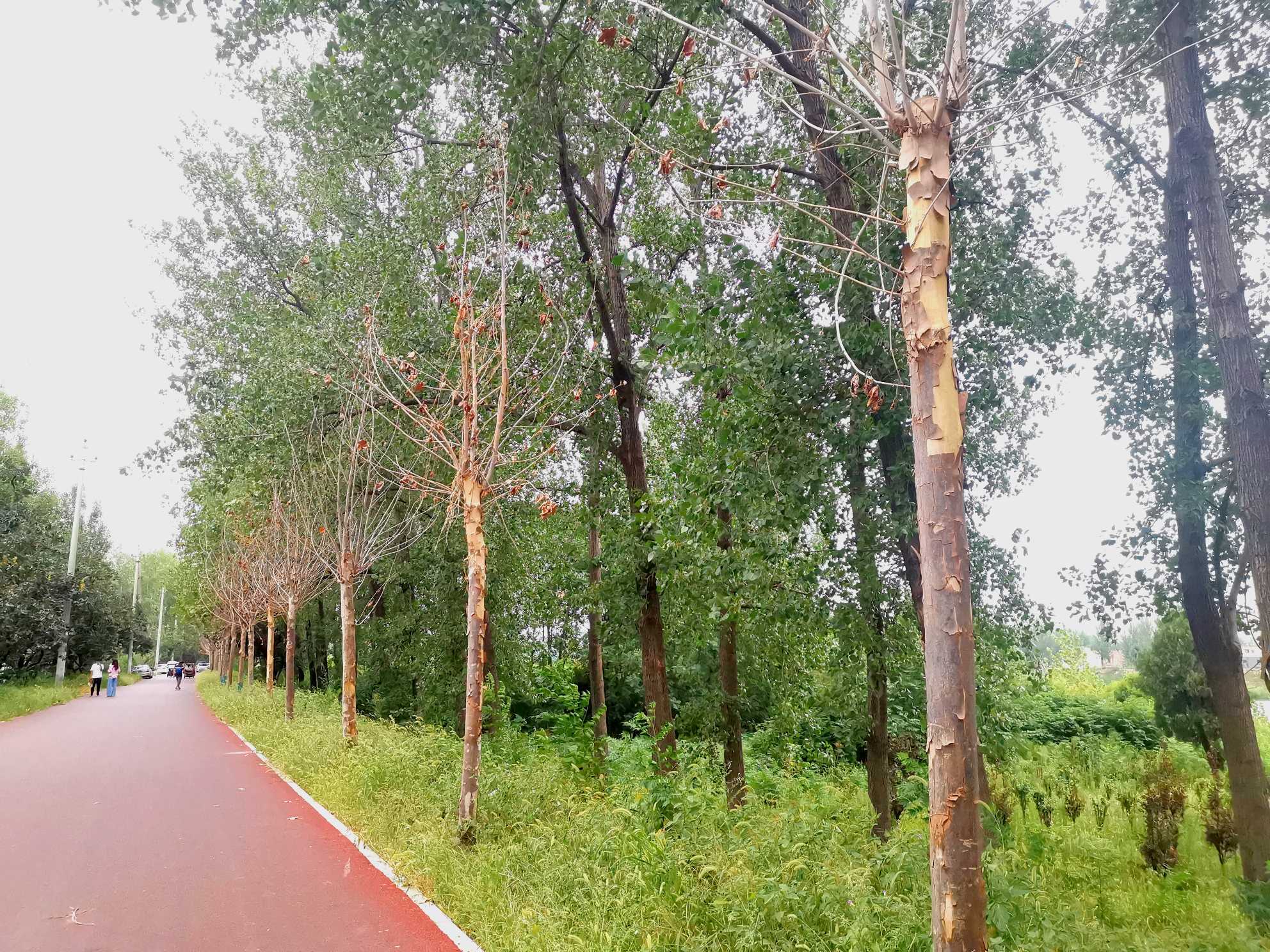 谁栽的?沙颍河周口河堤1公里路段梧桐树死亡