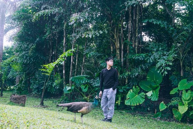 |中国鲜有的热带雨林，就藏在这个最著名的植物园，里面还散养孔雀