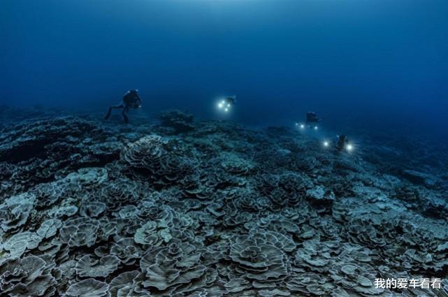 新发现的珊瑚礁,科学家惊叹难以置信