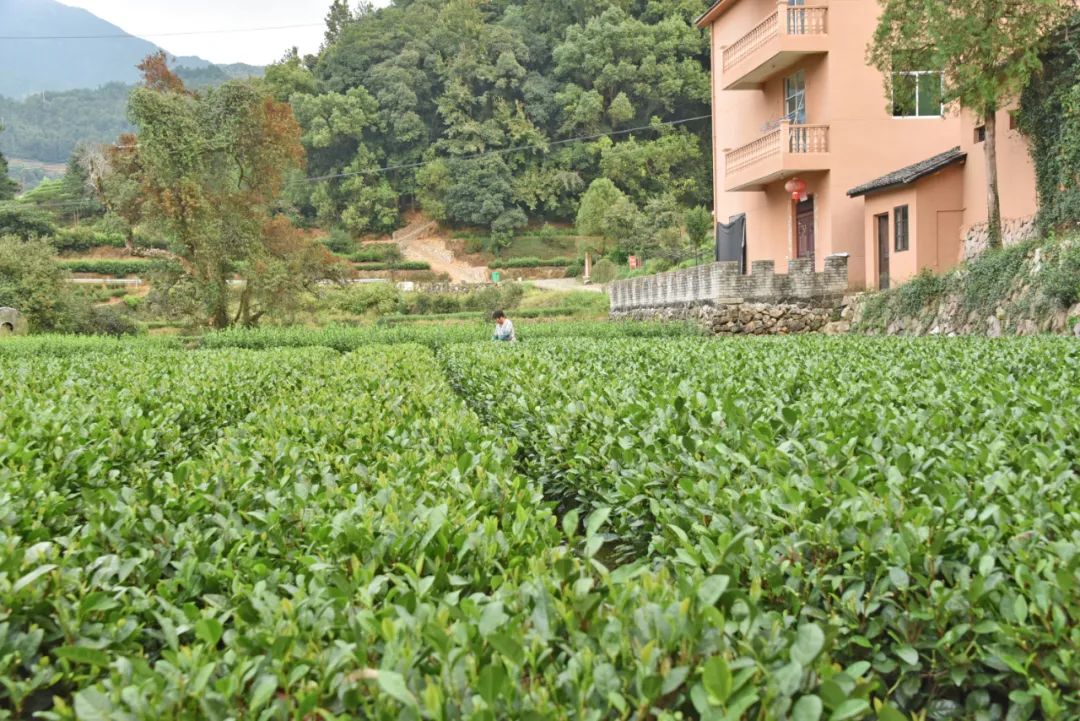 |浙南这座360年历史的古村,由于风景太治愈,意外成为网红!