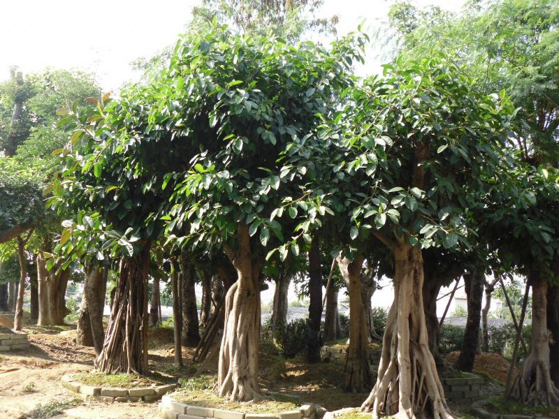 白沙|白沙县有哪些好玩的景点呢？如果你不知道的话，欢迎前来游玩