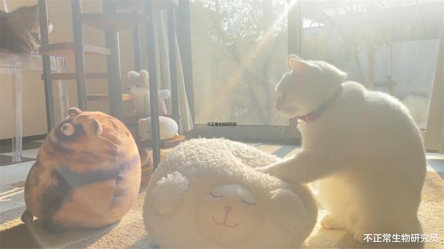 温煦的阳光下，喵星人专注于踩奶，宛如散发着圣光的按摩之神