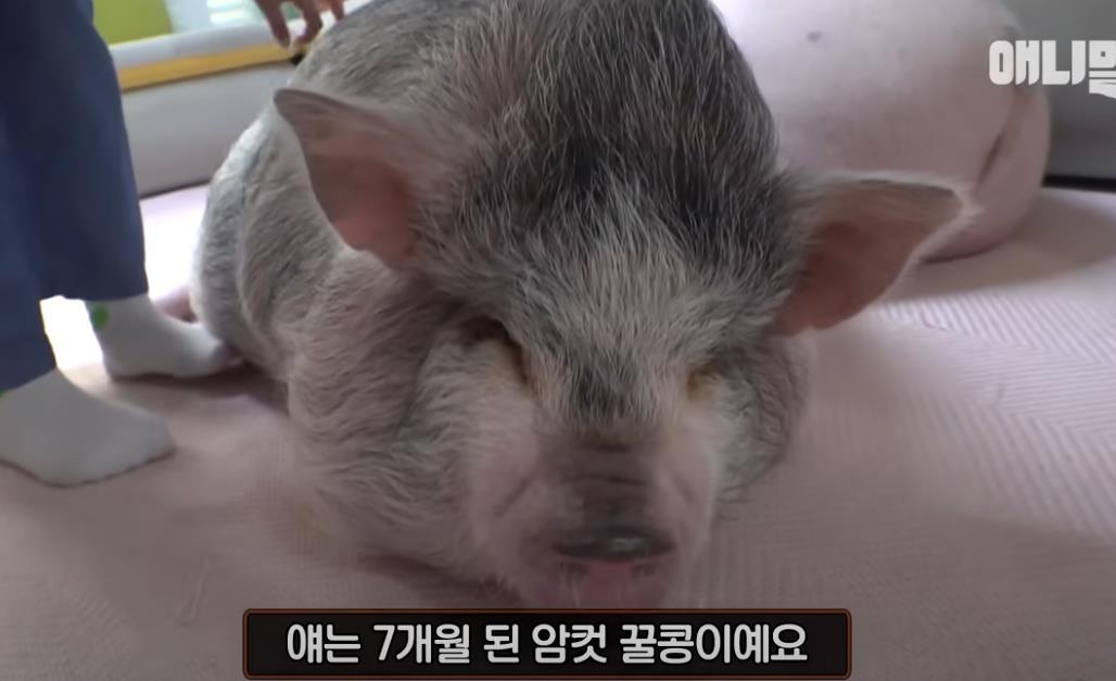 古尔丹 韩国女孩养迷你猪秒变大胖猪，如今带着它们刻苦运动节食减肥