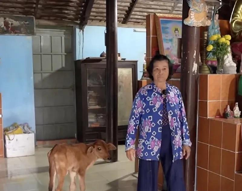 越南大妈有只小牛,平时只喝盒装牛奶,出生后不跟母牛只跟着大妈
