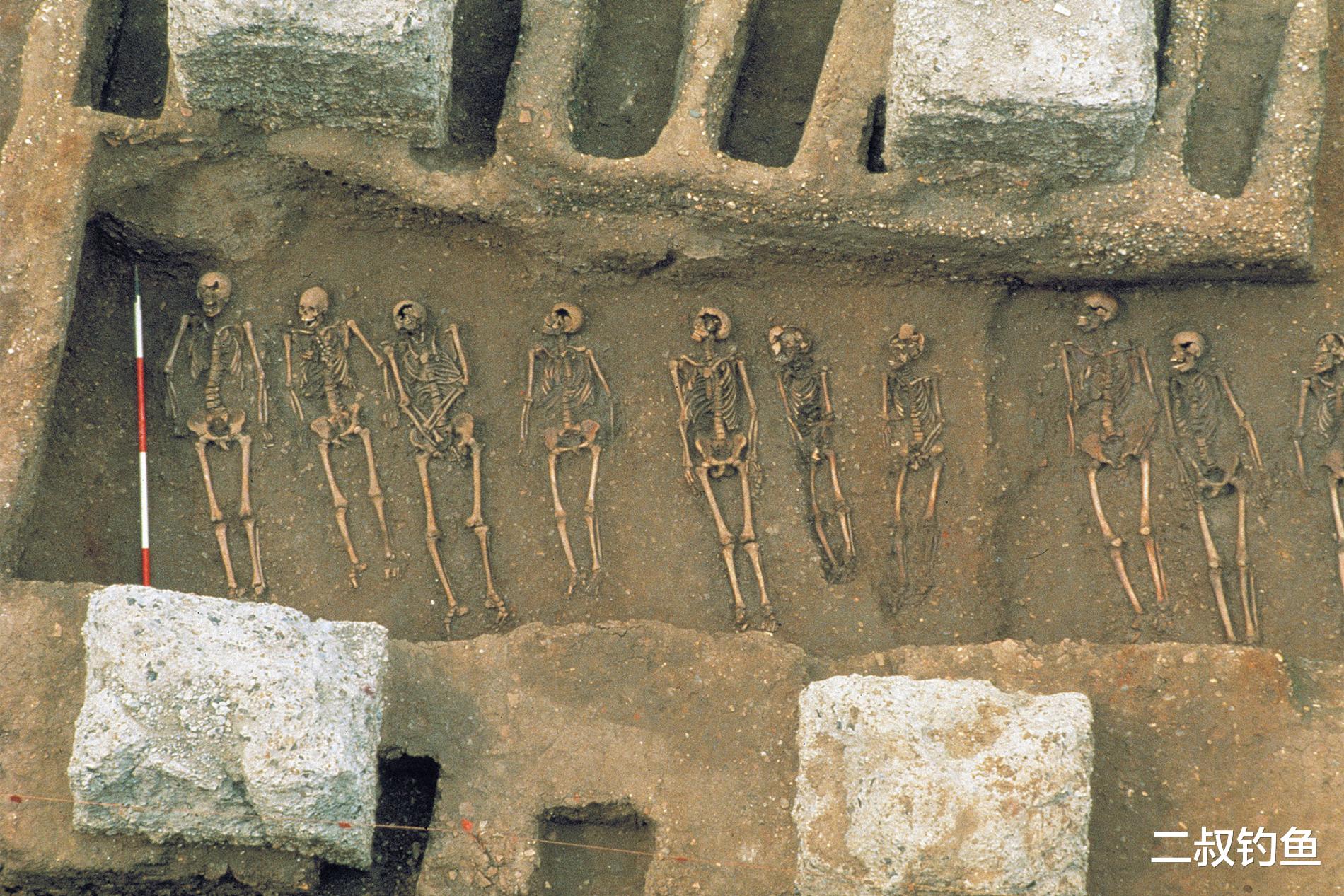 「老鼠其实很冤枉?」中世纪黑死病或由跳蚤和蛤蜊传播