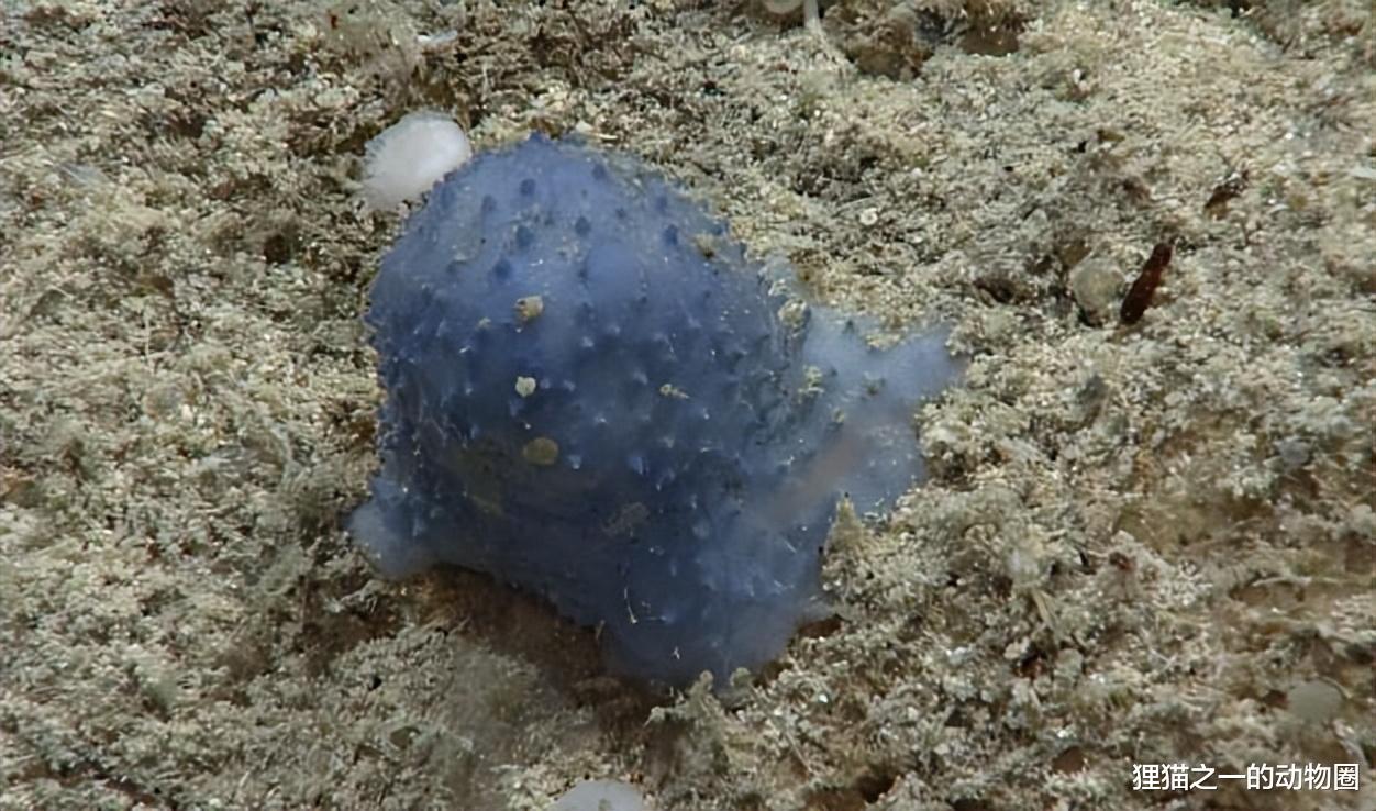半透明果冻鱼?露齿笑的怪鱼?盘点2022年发现10种奇异的深海生物