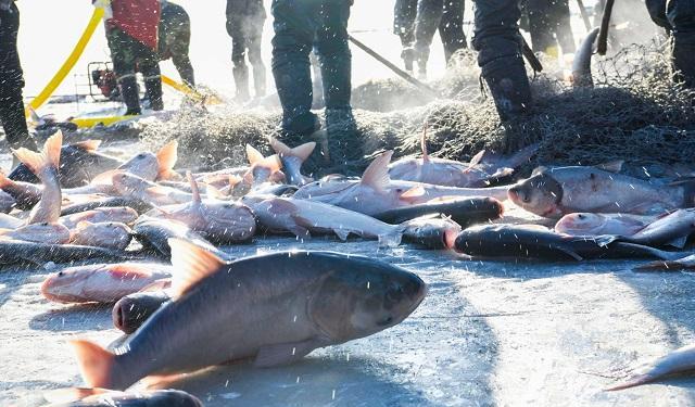 一条鱼卖170万?查干湖冬捕每年捕捞300万斤鱼,真的是洗澡鱼吗?