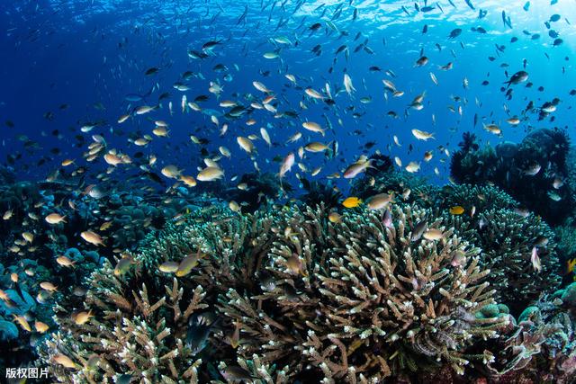 海洋当中的“泰坦尼克号”,海洋生物的罗曼蒂克爱情方式