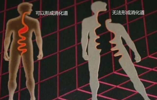 高维空间的神器!地球上所有的水,都装不满“克莱因瓶”吗?