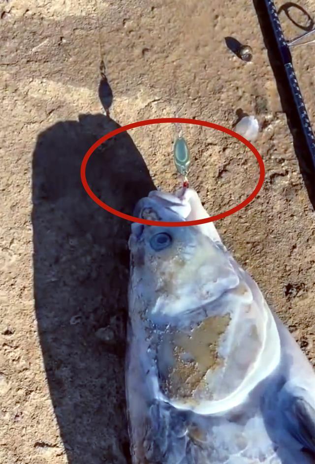 |钓鱼人也害怕？男子钓获一条大鱼，却一点不高兴，网友：赶紧回家