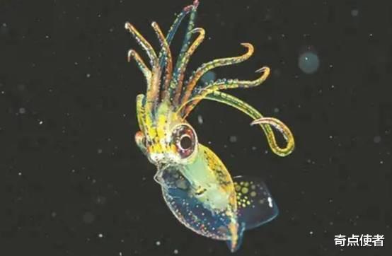 美国深海发现神秘生物,通体青铜金属色,是变异物种吗?
