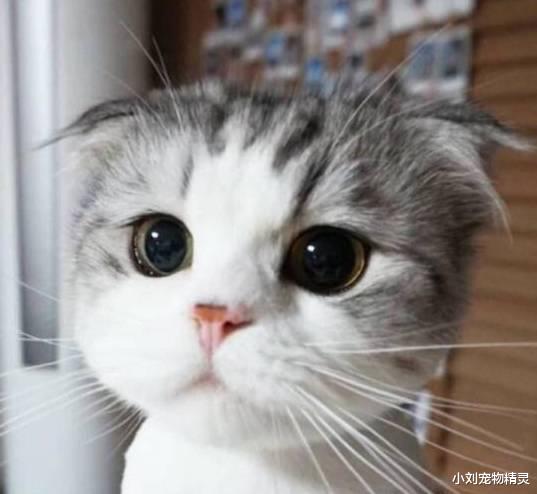 别再被猫咪软萌可爱的外表欺骗了，猫：小拳拳捶你胸口！