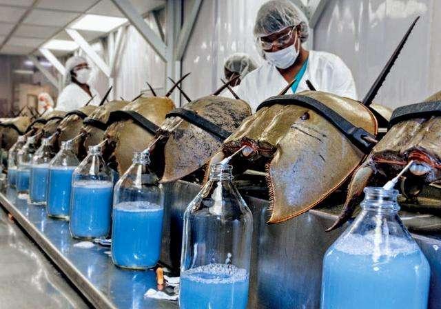 1升10万!生存4亿年的生物被人“疯狂抽血”,我国每年急需20万只