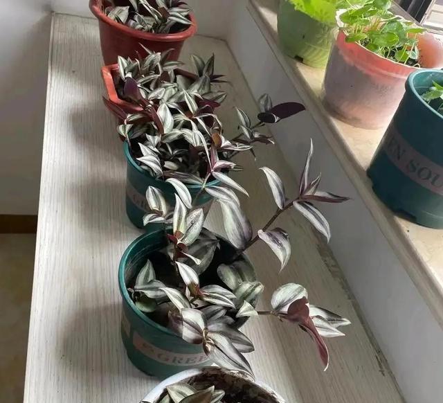 室内甲醛超标,这5种花都能吸“毒气”,现在知道还不晚!