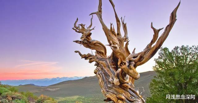 世界最长寿的树或将死去?挺过了4800年,却可能挺不过现代高温
