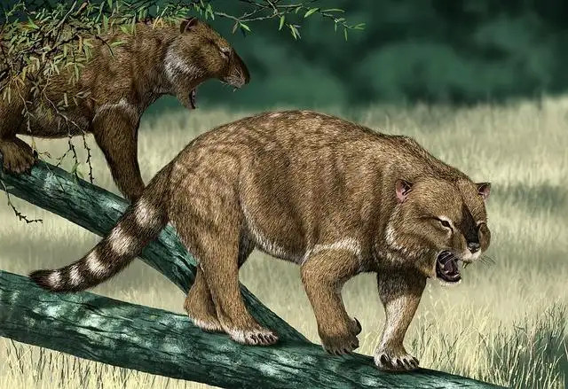 动物趣闻:消失的远古生物,有袋类动物中的猛兽——袋狮