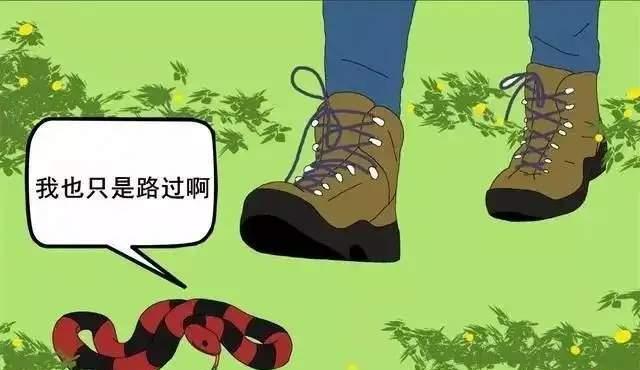 为什么许多人会害怕小小的壁虎,难道它真的有毒?