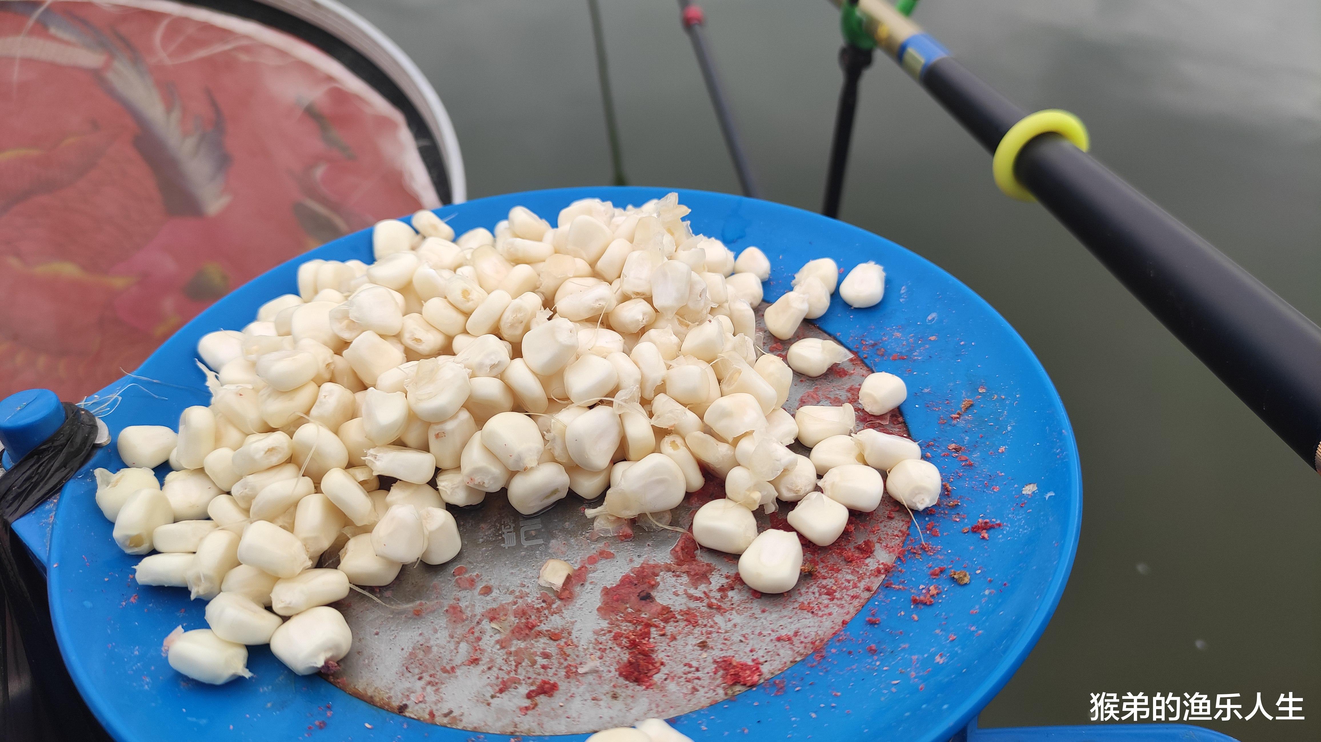 饵料|邓刚用玉米钓鱼连竿上,为啥你用玉米连根毛都钓不到?真相扎心了