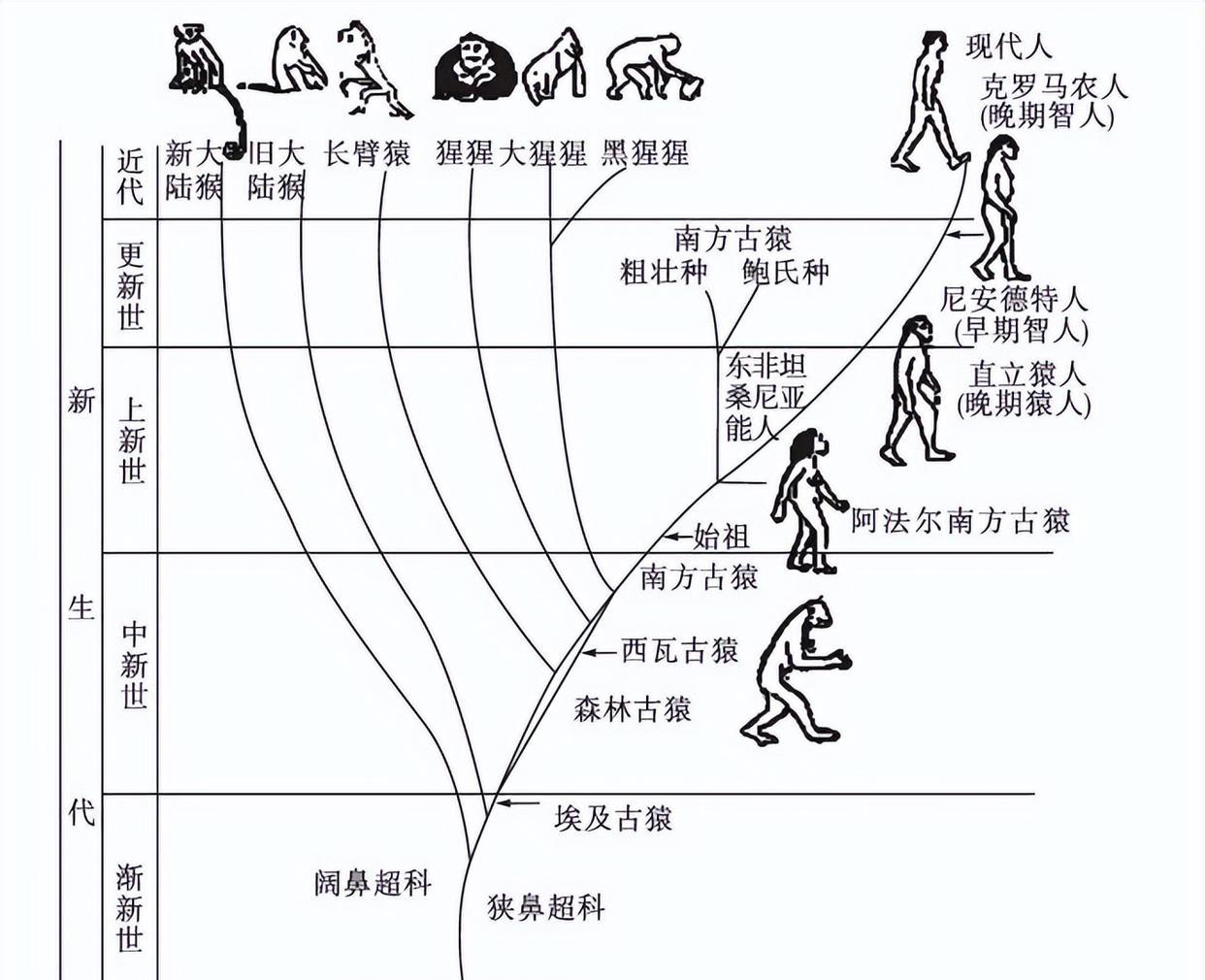 诞生于200万年前，曾遍布亚欧非的直立人，为何最终走向了灭绝？