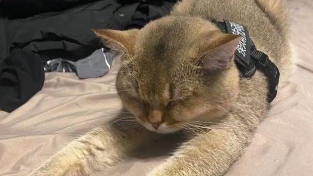 家猫走失一天，女子找寻途中投喂流浪猫，10分钟后收获“惊喜”