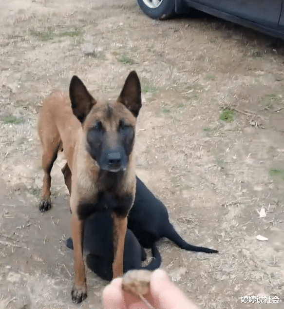 |福建泉州:男子钓鱼遇到贪玩狗妈妈,结果花160元却逗了一下午狗